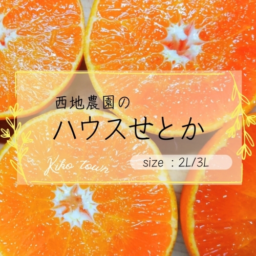 【先行予約】2L 12個/3L 10個 西地農園のハウスせとか【2025年2月中旬より順次発送】 /  せとか ハウスせとか 2L 3L みかん 蜜柑 柑橘