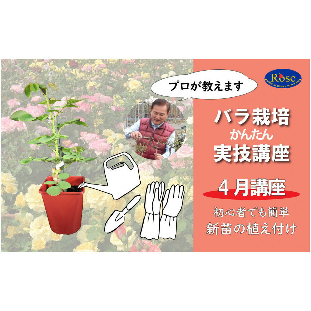 【ふるさと納税】プロが教えるバラ栽培実技講座【4月：新苗の植え付け】 | バラ ローズ 体験 指導 講座 教室 ガーデニング 人気 おすすめ