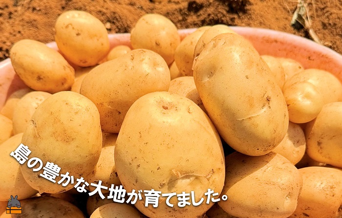 《まもなく旬！》～春しか食べられない 新じゃが～徳之島プレミアムブランド”春一番新じゃがいも”（200kg） ( バレイショ 野菜 旬 春 JA 徳之島 奄美 鹿児島 肉じゃが カレー じゃがバター 