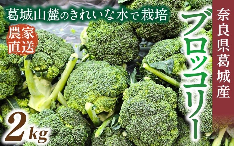 
                  奈良県葛城産 ブロッコリー 約2kg 【2025年11月上旬～5月下旬順次発送】／ スマイル葛城農業 大和野菜  ブロッコリー 農家直送 産直 新鮮 旬 名産 健康 美容 栄養 奈良県 葛城市【smlk068】
                