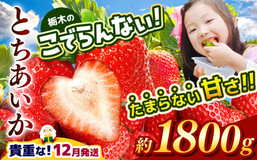  【12月発送】栃木のこでらんないイチゴ（とちあいか）約300g×6｜とちあいか イチゴ いちご 高糖度 酸味が少ない 完熟 甘味が強い 栃木県 日本一 