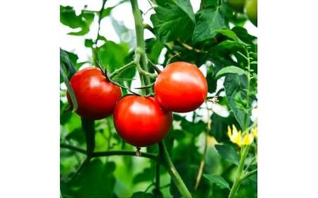 フルーツトマト 約1.6kg(約800g×2) 24～32玉入り 糖度 8度以上 フルーツトマト ふるーつとまと とまと トマト 甘い 濃厚 美味しい 箱入り 野菜 料理 サラダ お取り寄せグルメ 高