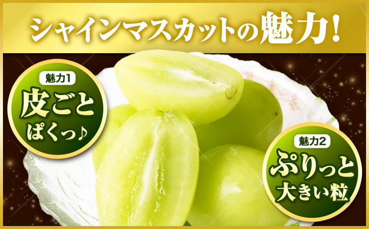 【先行予約】厳選 訳あり シャインマスカット 約 2kg 3~5房《2025年9月中旬-11月上旬頃出荷》岡山県 浅口市 シャインマスカット ぶどう フルーツ 果物 贈り物 ギフト 国産 岡山県産 送
