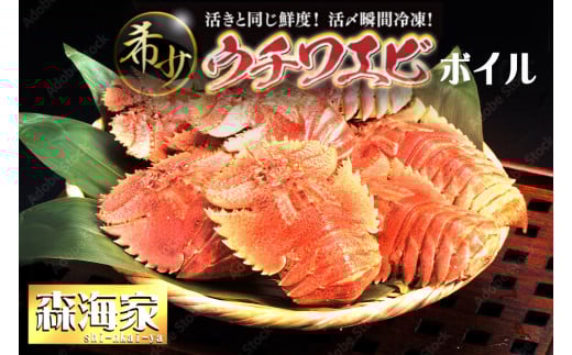 ウチワエビ（ボイル）14匹前後 1000gセット＜数量限定＞海老 えび 国産 東洋町産 セット ゆで 茹で うちわえび  新鮮 海鮮 高知県 東洋町 四国 お取り寄せ 送料無料 S247