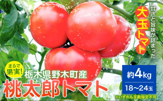 トマト 栃木県 野木町産 トマト 桃太郎 約4kg 秋山農園《3月上旬-7月上旬頃出荷予定》栃木県 野木町 甘い 野菜 桃太郎トマト