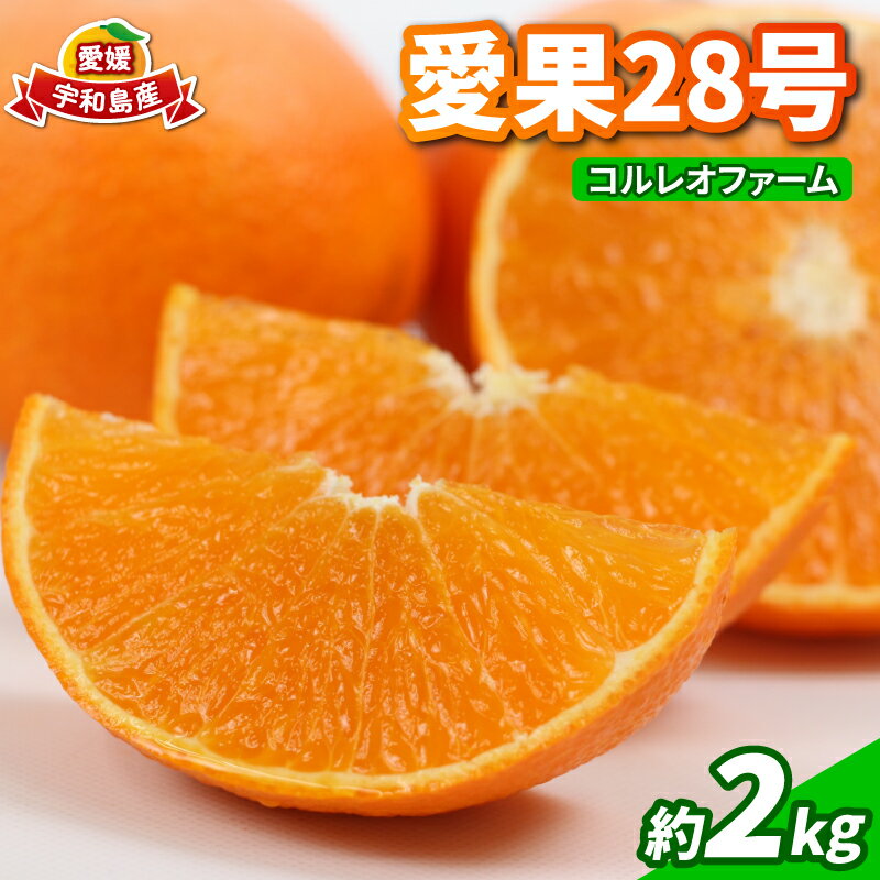 【ふるさと納税】 愛果28号 2kg コルレオファーム 愛媛みかん 先行予約 あいか 高級柑橘 愛媛蜜柑 みかん フルーツ 柑橘 蜜柑 mikan 濃厚 プルプル 美味しい 果物 くだもの 美味しいみかん 濃厚みかん 産直 産地直送 数量限定 国産 愛媛 愛媛県 宇和島 B018-145021