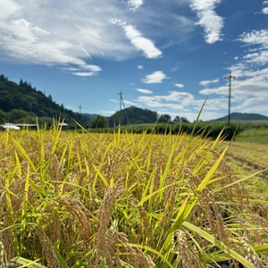 【 令和7年産】つやつや光るコシヒカリ 10kg 菊池農園｜茨城県 大子町 お米 白米 精米 産地直送 米 もちもち（CL002-1）