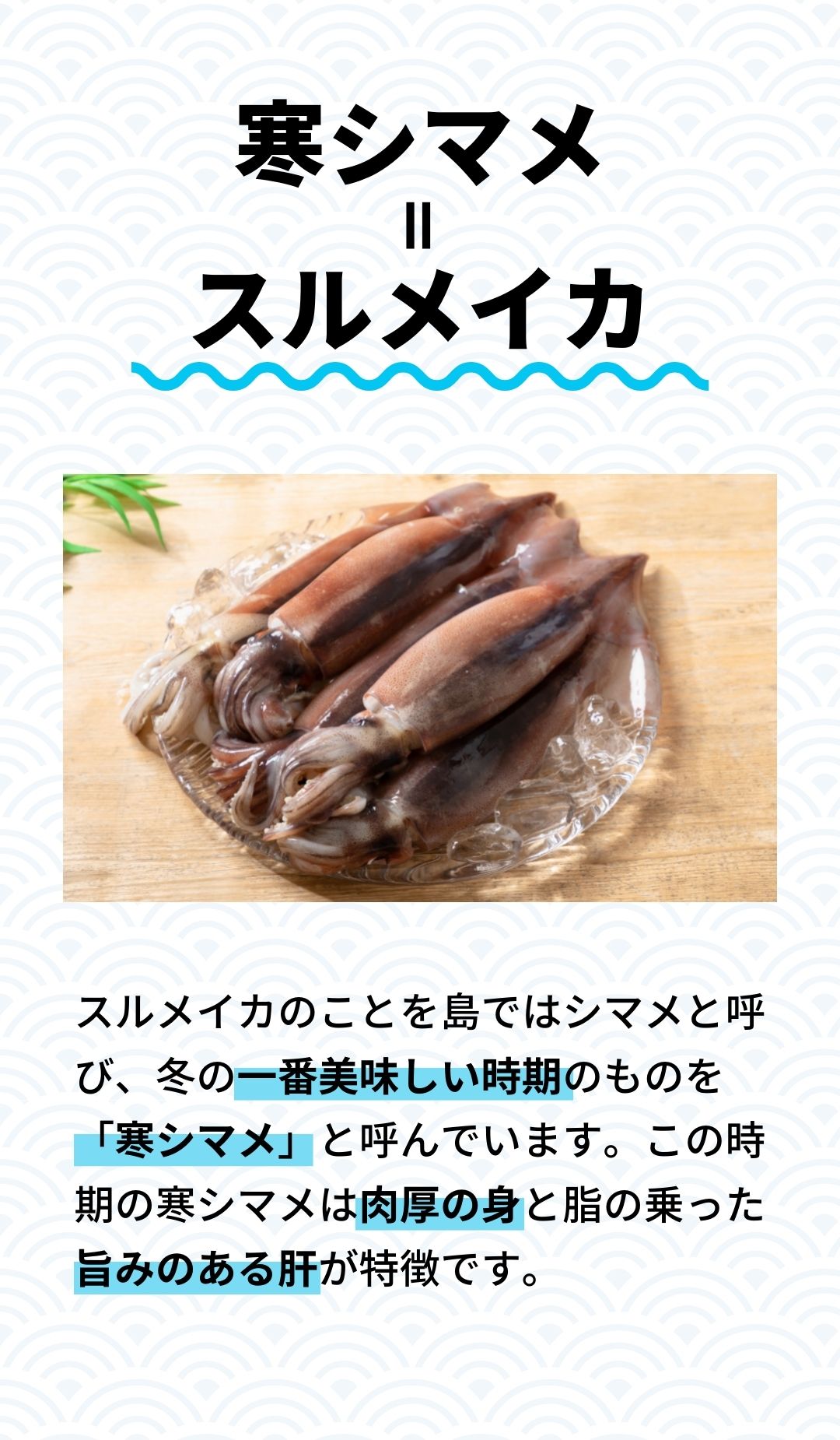 【のし付き】朝どれ寒シマメ（スルメイカ）丸ごと5本 冷凍 刺身 ＜便利な個包装＞_イメージ3