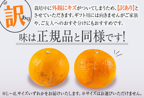 先行予約 訳あり 数量限定 津之輝 つのかがやき 10kg以上 (5kg×2箱) フルーツ 果物 くだもの 柑橘 みかん 国産 食品 おすすめ 訳アリ ご家庭用 ご自宅用 B品 傷 おすそ分け デザー