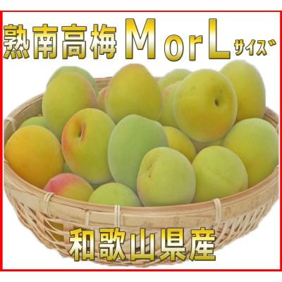 ふるさと納税 印南町 2027/6月より発送【梅干し・梅酒用】紀州和歌山の熟南高生梅　MorL-10kg