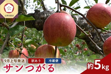  【2025年9月上旬発送】りんご　サンつがる 5kg 訳あり 春秋園 青森【家庭用 リンゴ 林檎 サンツガル 早生りんご】