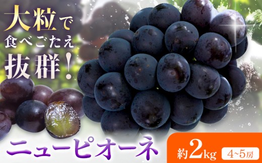 【2026年先行予約】ニューピオーネ 約2kg(4-5房) Kazu Farm《2026年8月下旬-9月下旬頃出荷》 岡山県 浅口市 岡山県産 ぶどう ピオーネ フルーツ 果物 くだもの 送料無料
