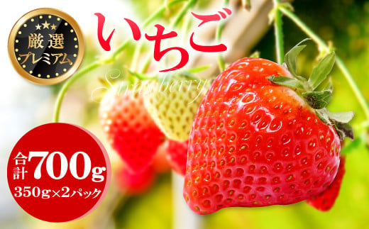 厳選プレミアム いちご（350g×2パック）【先行予約 いちご 甘い 果物 フルーツ 苺 イチゴ あまい 350g×2パック 厳選 プレミアム 冷蔵 ふるさと納税いちご 期間限定 季節限定 早期予約 1月～2月発送】