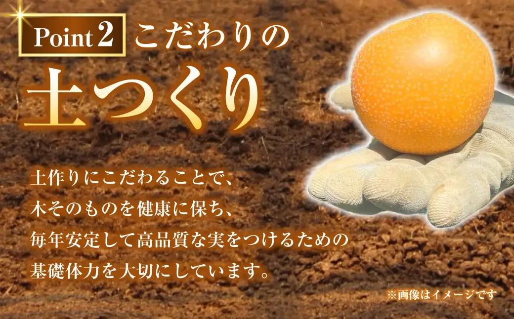 浅岡農園 の 梨 約5kg 豊水 秋月 新高 甘太 果物 大分県産 【2026年9月上旬-11月上旬発送予定】
