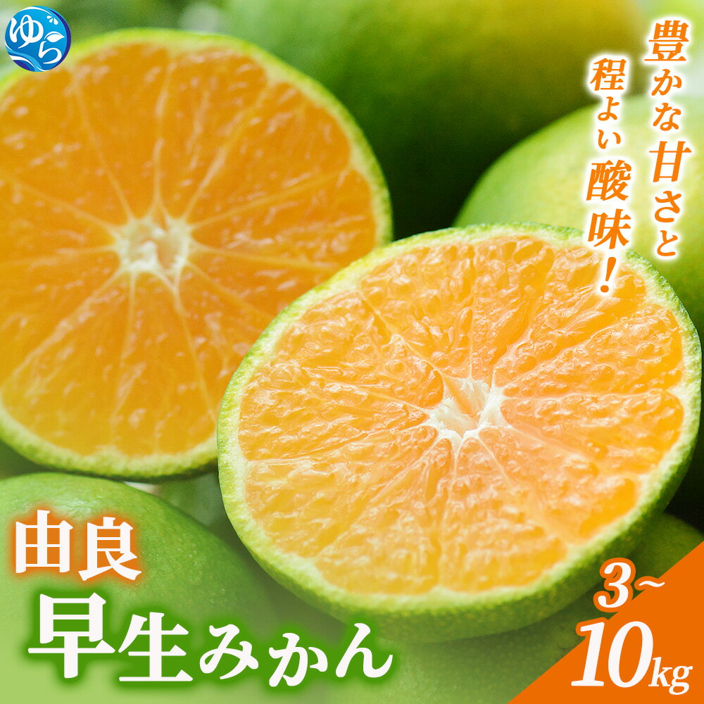 【ふるさと納税】＼レビューキャンペーン中／【先行予約】和歌山由良町産 由良早生みかん【選べる容量（訳あり／秀品）】 / 蜜柑 ミカン 柑橘 由良町 産地直送 和歌山
