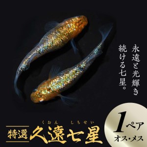 138-4　舞めだか生産 特選 『久遠七星』オス・メス 1ペア