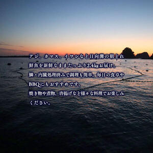 【単月お届け】大和海商の朝どれ鮮魚小魚パック 2.4kg N072-A2229
