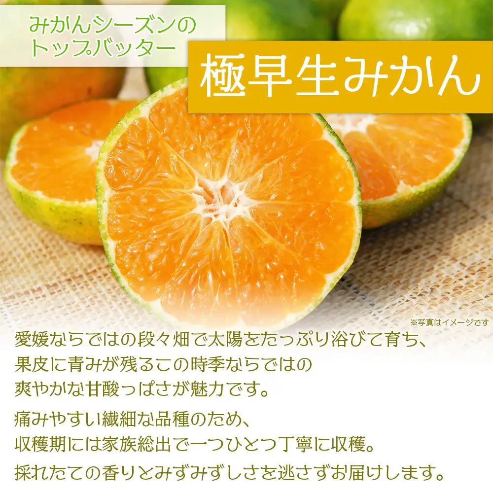 ＜極早生みかん 約4kg（家庭用・SS～Mサイズ混合） ＞ 果物 オレンジ フルーツ 柑橘 食べて応援 特産品 山本果樹園 西宇和 愛媛県 西予市 【常温】『2026年9月中旬～10月上旬までに順次出