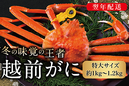 【2026年発送】越前がに（オス）「ずわいがに」特大サイズ（1.0-1.2kg） 1杯