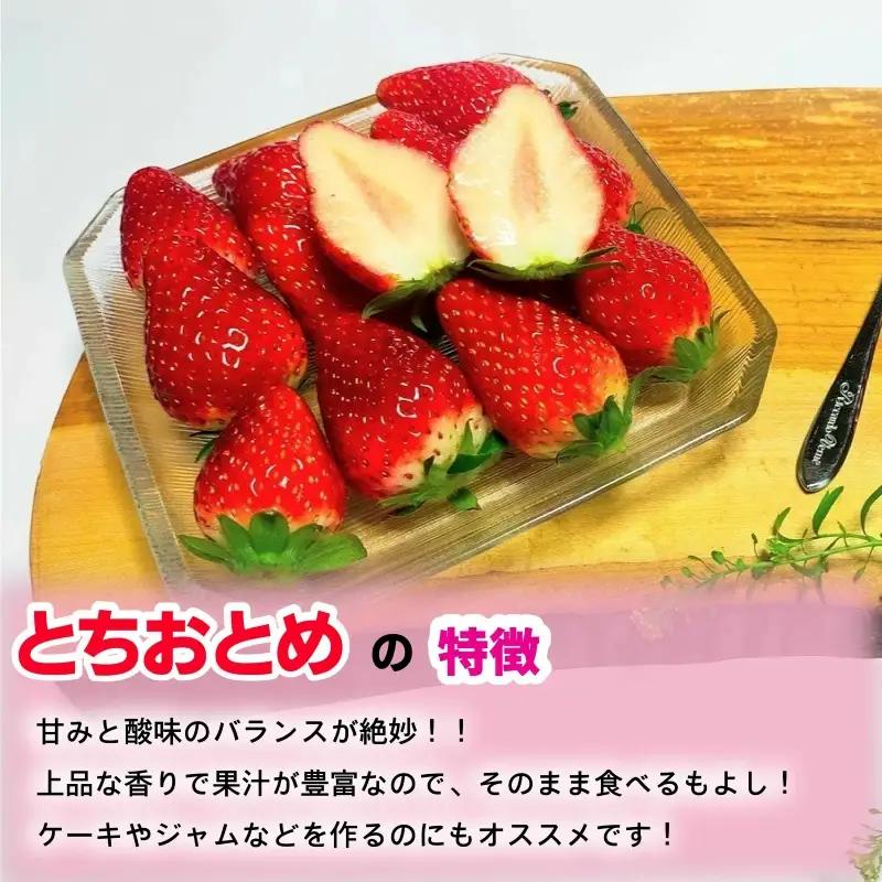 とちおとめ 約2kg いちご 【 とちおとめ 】 先行予約