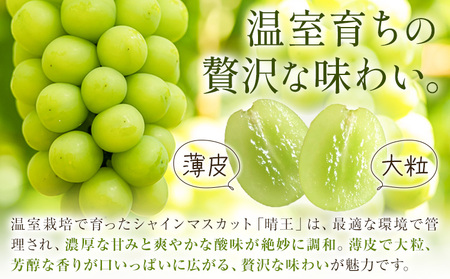 【2026年発送先行予約】シャインマスカット 温室 晴王 2房(合計約1.2kg) 2回お届け シャイン マスカット《2026年7月中旬-8月中旬頃出荷》晴レ乃青果　(岡山中央卸売市場店(富士紙工 有