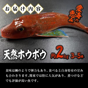 天然 ホウボウ (約2kg・計3-5本) 直送 産直 漁師 魚 鮮魚 天然 ホウボウ 魴ぼう 白身魚 獲れたて 刺身 煮つけ 塩焼き 冷蔵 豊後水道 鮮魚 大分県 佐伯市【CS10】【 (有)丸昌水産