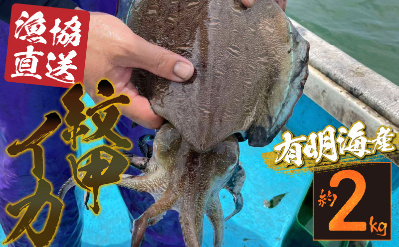 
                  46-26　網田漁協直送!　今が旬!　 紋甲イカ約2kg
                