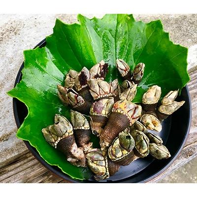 ふるさと納税 屋久島町 屋久島産　加熱用「亀の手」500g【海水で冷凍】