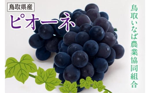 
                  ブドウ ピオーネ 2kg 化粧箱
                