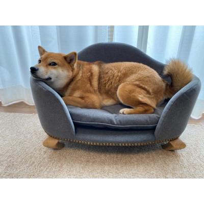 ふるさと納税 北九州市 ペットソファ「ロワン」ダークグレー(北九州市)