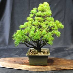 赤石の泉 赤石五葉松（鉢植え） E-27