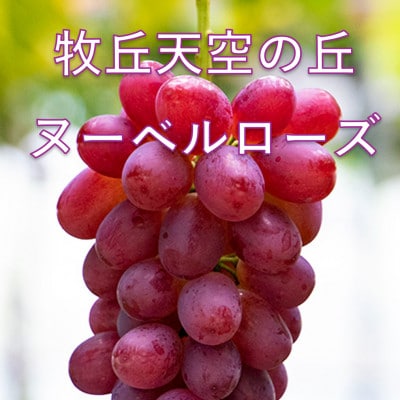 【2026年先行受付】2026年10月下旬発送「牧丘天空の丘ヌーベルローズ」 約1kg(2～3房)【配送不可地域：離島・北海道・沖縄県・中国・四国・九州】