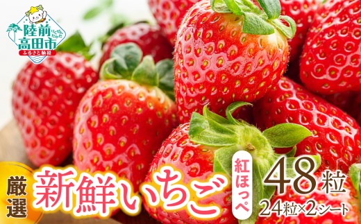 【厳選】新鮮いちご 24粒×2シート 品種：紅ほっぺ 旬の時期に収穫してすぐ発送！ 【 いちご フルーツ 旬 数量限定 人気 岩手 陸前高田 】 RT3321