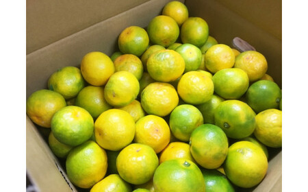 紀州和歌山有田産ゆら早生みかん 5kg　※2024年10月中旬頃～2024年10月下旬頃順次発送（お届け日指定不可）【uot721】