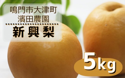 【予約受付中】【10月中旬～下旬より順次発送】 濱田農園 新興梨 約5kg 【数量限定】