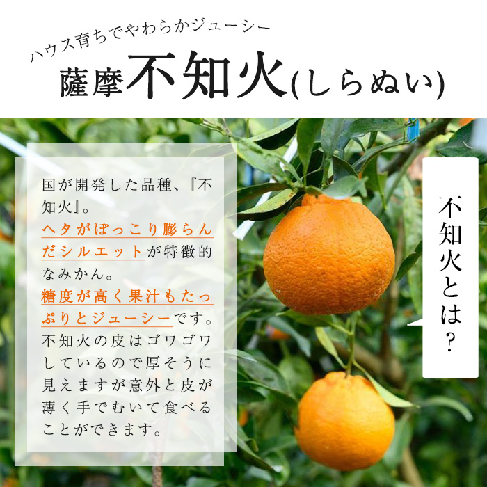 No.146 ＜先行予約受付中！2026年1月中旬～2月下旬までの間に発送＞《期間・数量限定》鹿児島県産！薩摩不知火(3kg) みかん 不知火 柑橘 フルーツ 果実 鹿児島 ギフト 贈答【黒川農園】