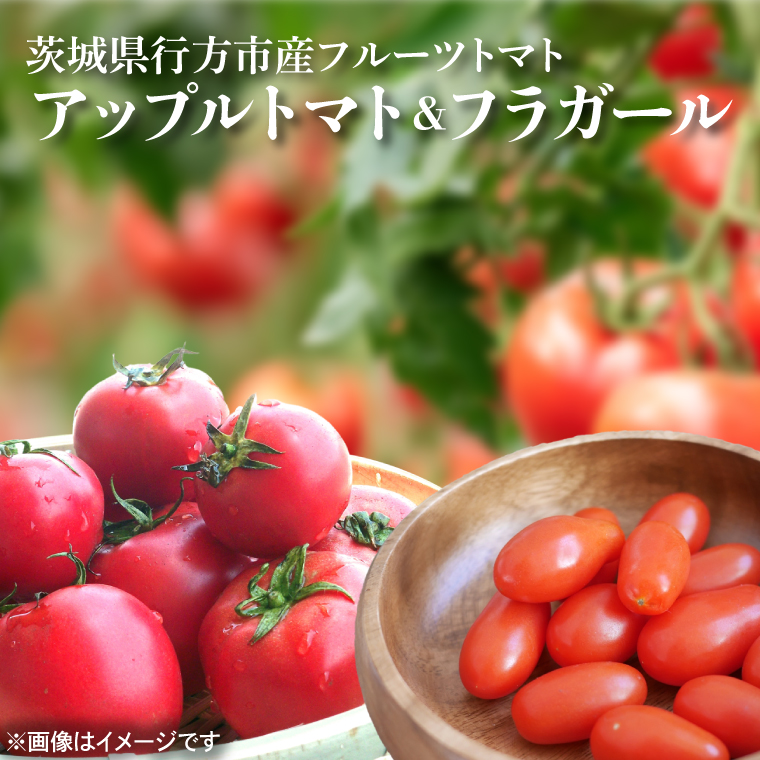 【2025年6月中旬より順次発送】東山農園のアップルトマトとフラガール　合計約1kg｜トマト とまと 野菜 やさい 数量限定 先行予約 アップルトマト 新感覚 濃厚 フルーツ フルーツトマト 茨城県 行方市 ふるさと納税(FP-2)