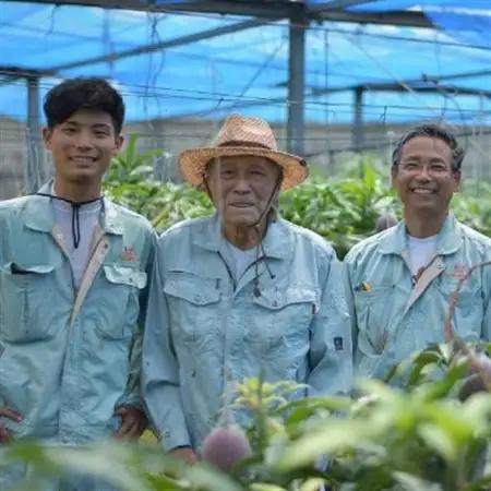 【2027年6月から順次発送】田場農園の栽培期間中農薬不使用マンゴー1kg(2～3玉)【配送不可地域：離島】【1406103】