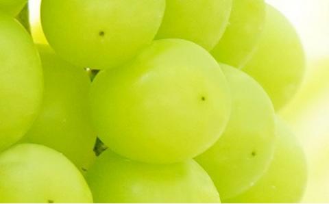 【先行予約・2024年9月】数量限定 特大シャインマスカット 1.5kg 産地直送 農家直送 甘い 大きい 種なし ぶどう 果物