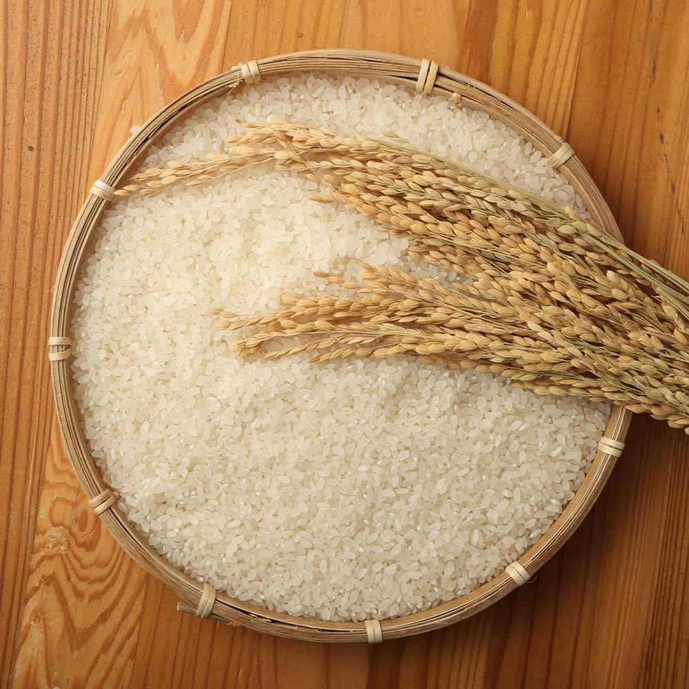 【先行予約】令和７年産 新米 コシヒカリ精米5kg（1袋）白米 お米 ご飯 米 kome こめ コシヒカリ こしひかり 高知県産 5キロ 故郷納税 返礼品 高知 土佐清水市 【R01408】