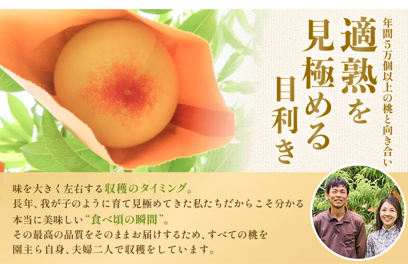 桃【2026年先行予約】完熟の岡山白桃 約1.4kg（4～6玉）ご家庭用 品種お任せ＜はなよめ、加納岩白桃、晴れ未来（早生白鳳）、白鳳、なつごころ、清水白桃、おかやま夢白桃、川中島白桃、白皇＞ご家庭用