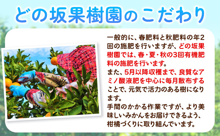 ＜2025年出荷 先行予約＞どの坂果樹園最高傑作みかん！ゆら早生みかん 5kg(2S〜Lサイズ) どの坂果樹園《2025年10月中旬-12月上旬頃出荷予定》 和歌山県 日高川町 みかん ゆら早生 柑橘