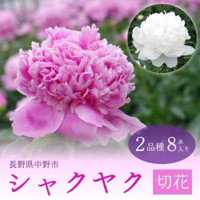 ふるさと納税 中野市 シャクヤク切花　2品種8本入り