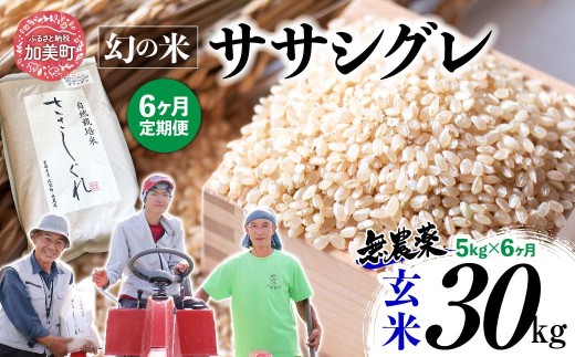 《 希少品種米 》 新米 米 令和7年 宮城県産 ササシグレ ( 栽培期間中農薬・肥料不使用 ) 【 6回 定期便 】 玄米 5kg × 6ヶ月 （ 合計 30kg ）｜ 宮城県 加美町 無農薬 お米 こめ コメ ささしぐれ ササニシキ の 父 ｜ nt-ss05-gn-t6-r7