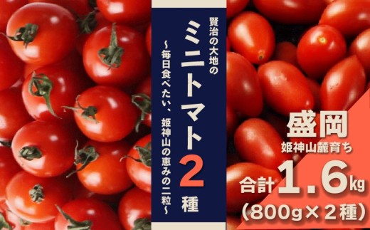 岩手県産 ミニトマト２種 【800ｇ×2種/計1.6㎏ 】姫神山 天然地下水栽培 食べ比べ 賢治の大地 ミニトマト２種 こだわり 人気 おすすめ みにとまと 甘い 新鮮 完熟 美味しい 旬野菜 季節野菜 夏野菜 プチトマト サラダ リコピン βカロテン ビタミンC トマトジュース パスタ 産地直送 ふるさと納税ミニトマト 岩手県 盛岡市 賢治の土株式会社 kenji001