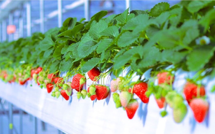 【ギフト包装】トマトお楽しみセット（ジュース・ケチャップ・ソース）いちごジャム付き