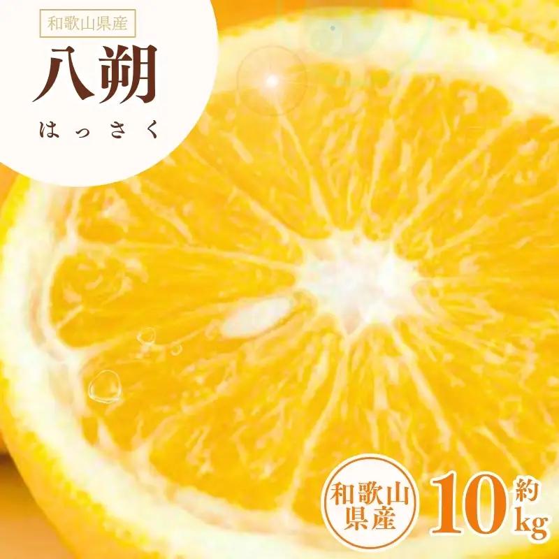 八朔(はっさく)約10kg サイズおまかせ　紀伊国屋文左衛門本舗 ※2027年1月下旬～2027年4月上旬頃発送予定【ntb411C】