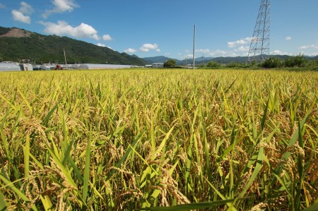 《令和5年産》4ヵ月連続でお届け!!「コシヒカリ(白米)」定期便 10kg×4回