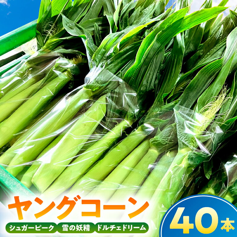 【ふるさと納税】【千葉県産】ヤングコーン40本 千葉県 南房総市 野菜 野菜 旬 皮付き 生ヤングコーン ベビーコーン とうもろこし お取り寄せ グルメ 送料無料