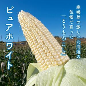 【2026年先行予約】白いとうもろこしピュアホワイト 8本 2.4kg（2026年8月下旬から発送開始予定）とうもろこし _04559